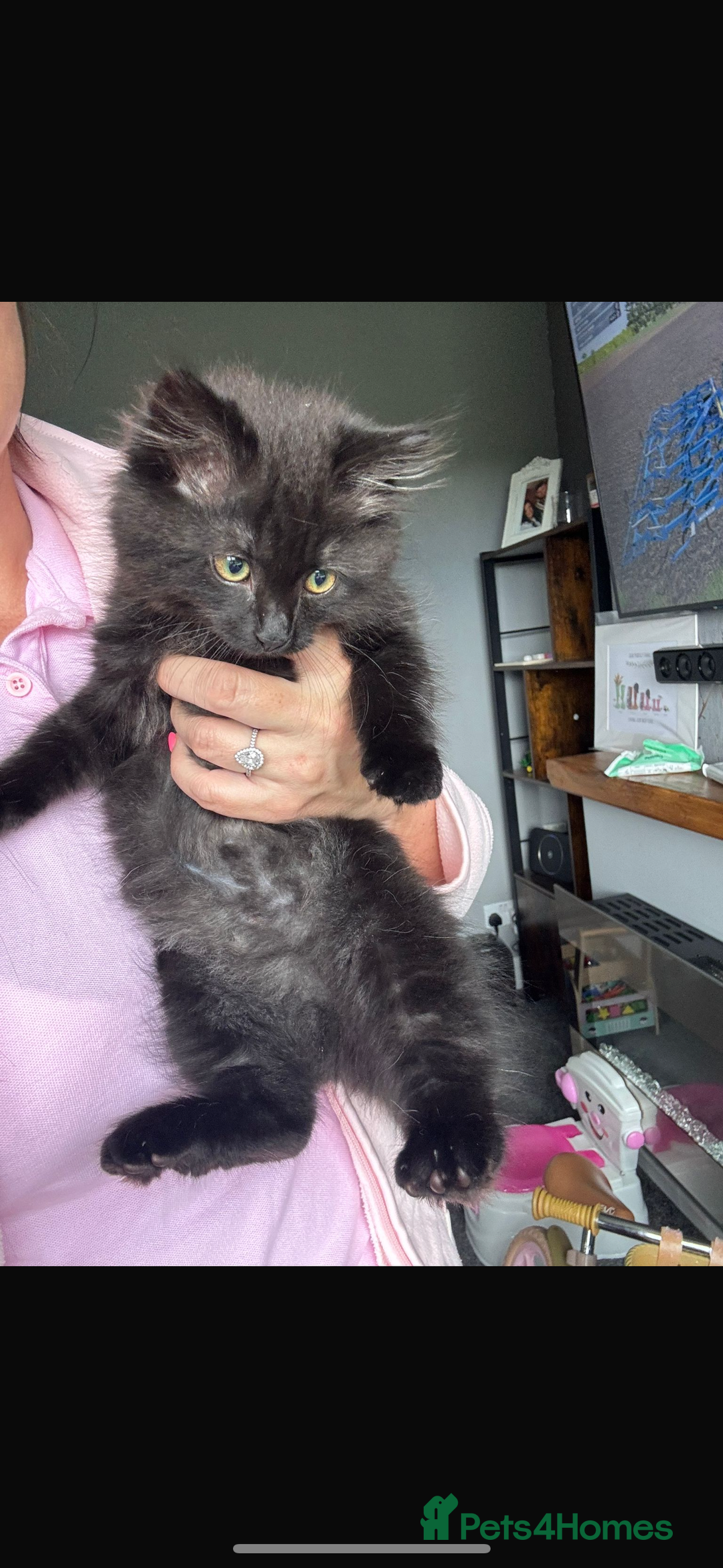 British Longhair cats for sale: British longhaired kittens  - Image 2