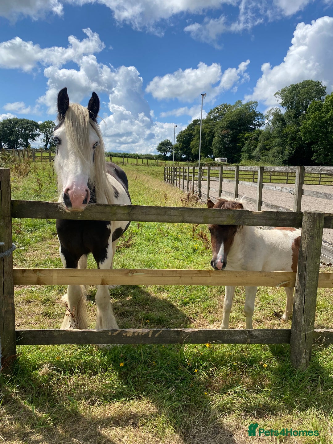 Irish Cob horses for sale: Stunning 2year old cob gelding  - Image 2