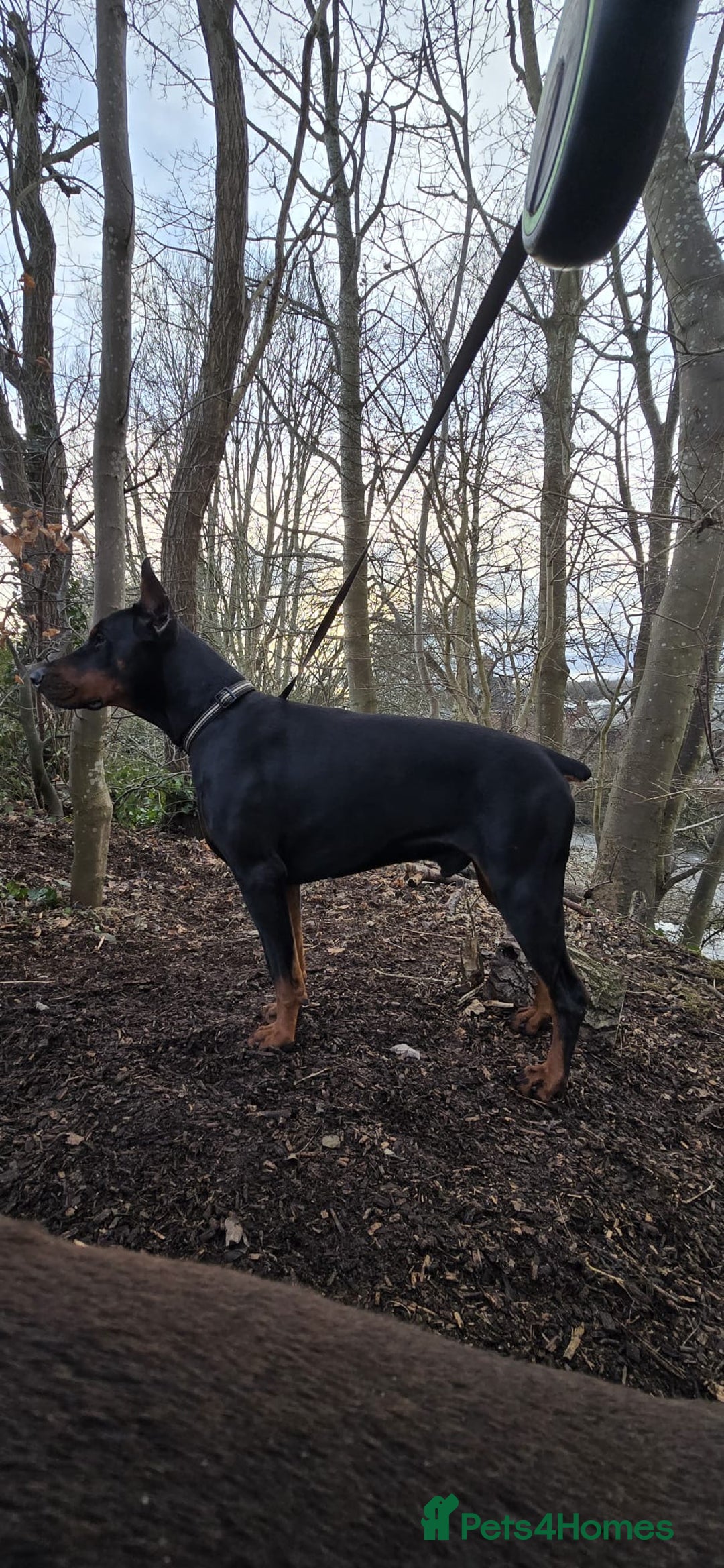 Dobermann dogs for sale: European Male Doberman imported from - Advert 11