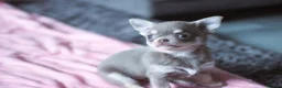 Chihuahua dogs for sale: Kc Registered Small cream/white chihuahua girl  - Advert 15