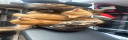 Mixed Breed cats for sale: 3 kittens for sale, light ginger already reserved. in Huntingdon - Advert 3