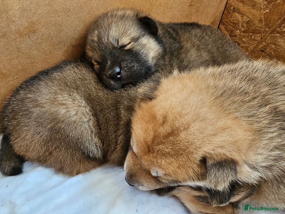 Mixed Breed dogs for sale: Chowsky puppies  chow chow  - Image 14