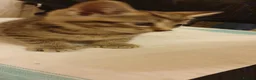 British Shorthair cats for sale: Tabby kittens  - Advert 6