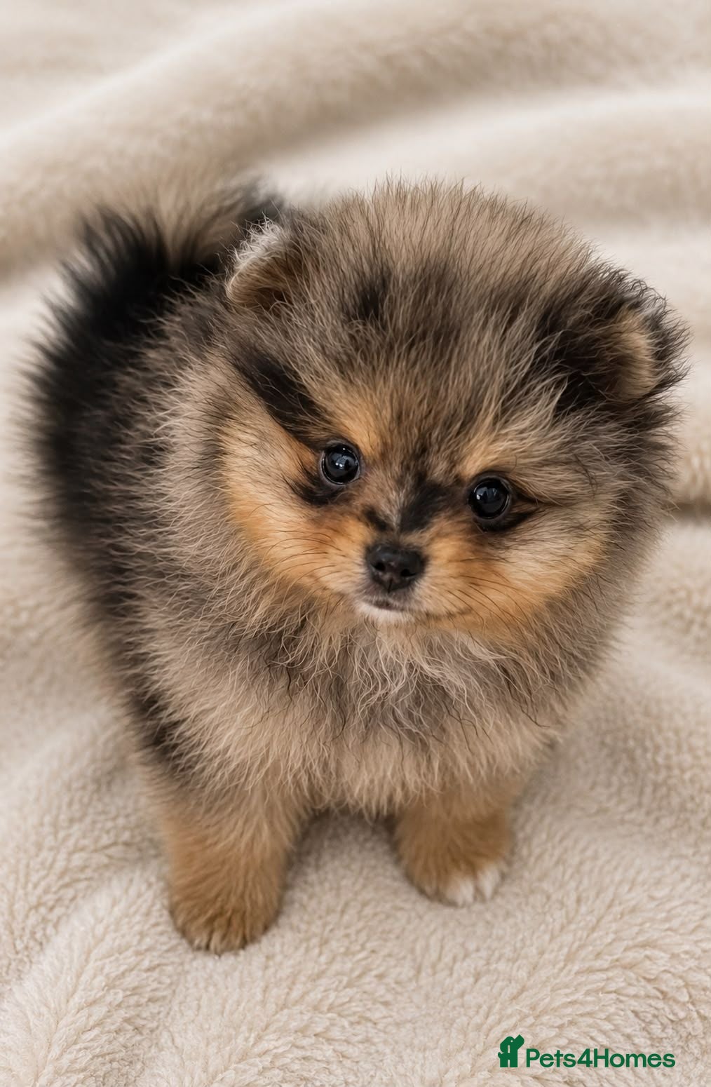 Pomeranian dogs READY NOW 💙🩷 - Advert 5
