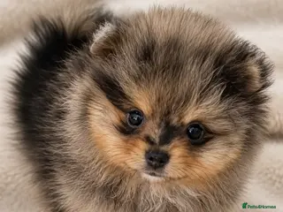 Pomeranian dogs READY NOW 💙🩷 - Advert 5
