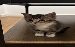 Domestic Shorthair cats for sale: 5 Tabby & Tuxedo kittens for sale - Image 19