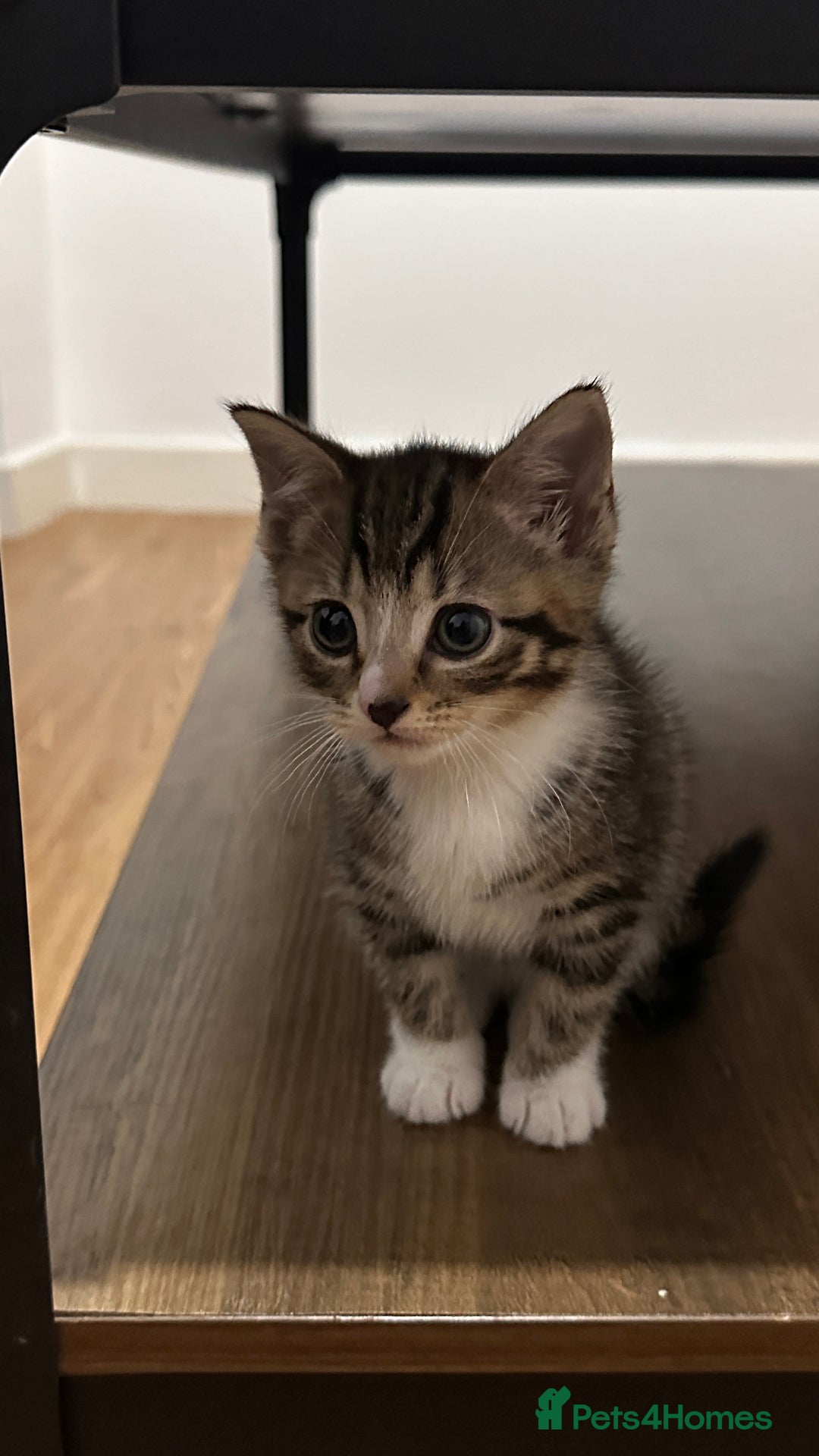 Domestic Shorthair cats for sale: 5 Tabby & Tuxedo kittens for sale - Image 19