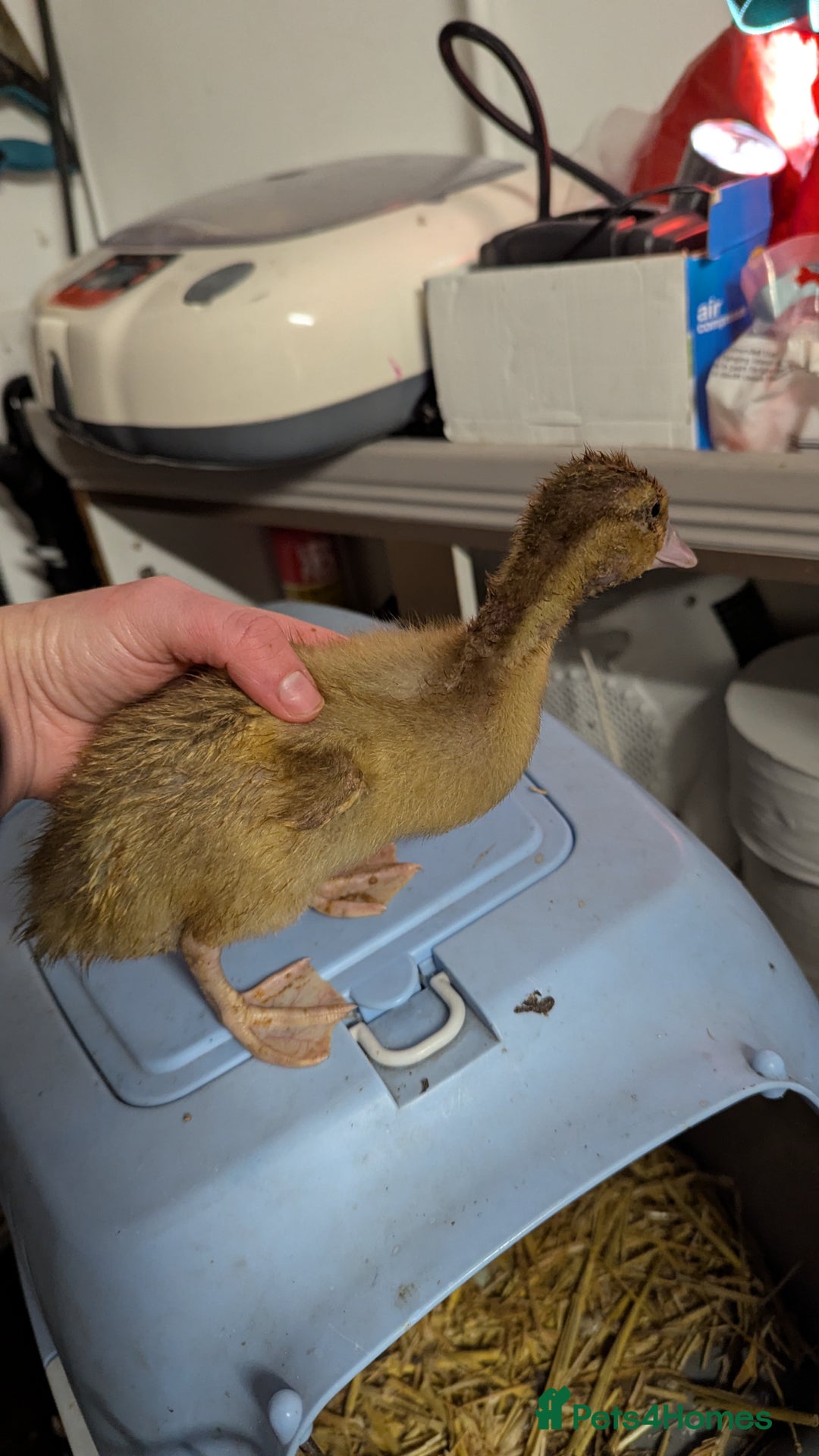 Ducks poultry for sale: 2 harlequin runner ducklings  - Advert 3