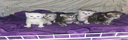 Mixed Breed cats for sale: Persian cross maincoon fluffy kittens  - Advert 9