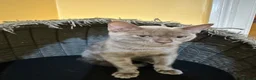 Bengal cats for sale: Champion GCCF Registered Silver Blue Bengal Kitten - Advert 4
