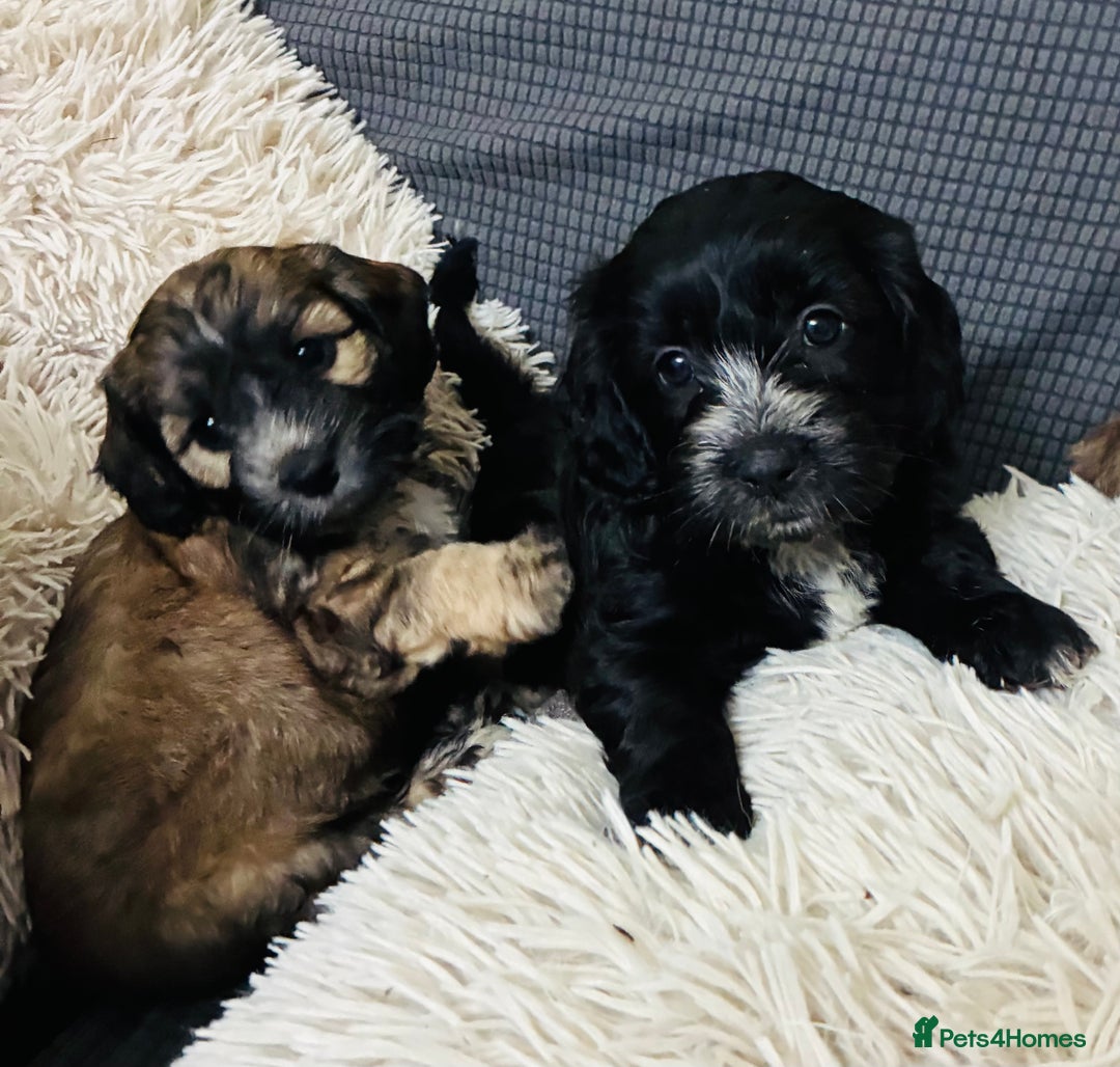 Mixed Breed dogs for sale: 6 Stunning Cock-a-chon puppies  - Advert 38