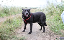 Mixed Breed dogs for adoption: 💖🐶 MARY 🐶💖 - Image 11