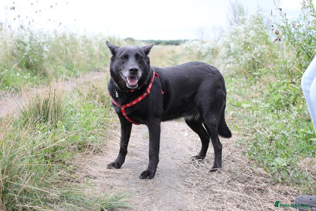 Mixed Breed dogs for adoption: 💖🐶 MARY 🐶💖 - Image 11