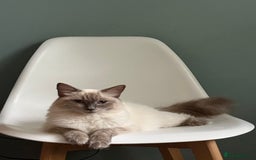 Ragdoll cats for sale: Ragdoll Cross Kittens for sale  - Image 11