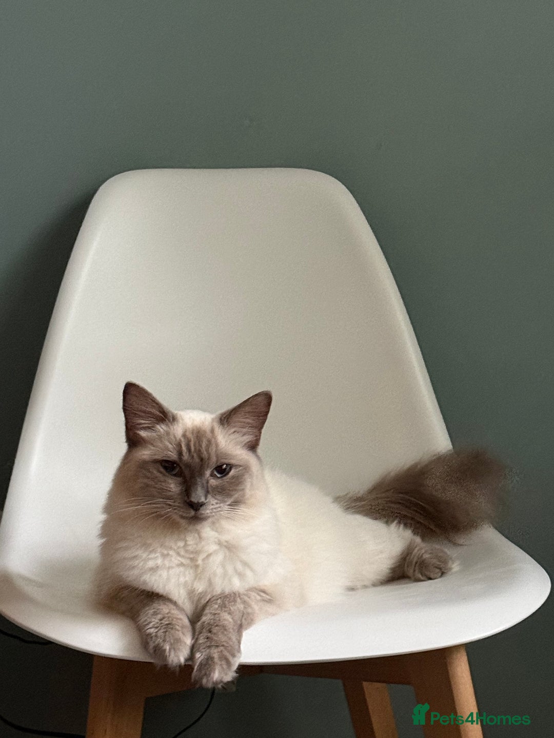 Ragdoll cats for sale: Ragdoll Cross Kittens for sale  - Image 11