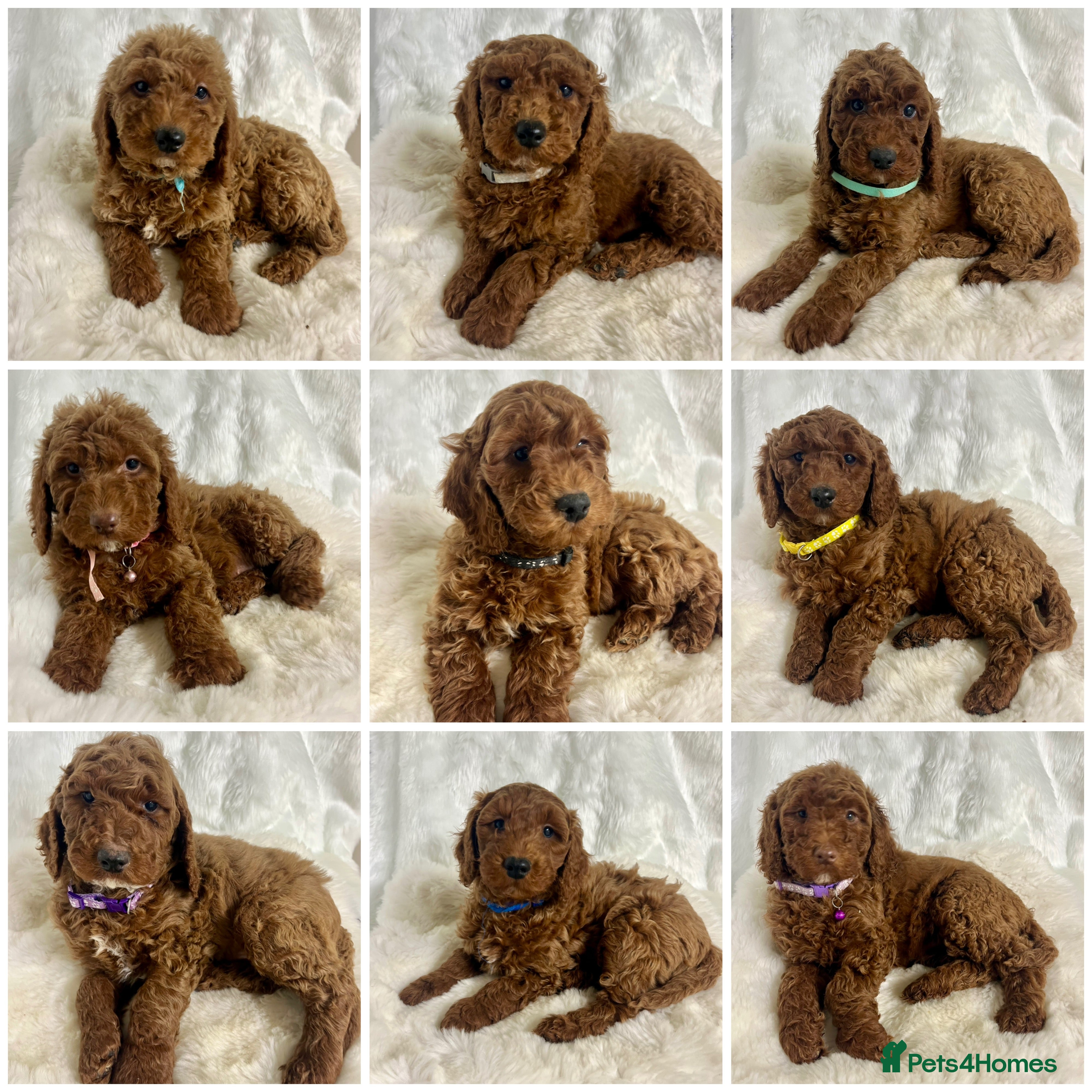 Goldendoodle dogs multigenerational Australian Golden doubledoodles - Advert 2