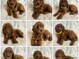 Goldendoodle dogs multigenerational Australian Golden doubledoodles - Advert 2
