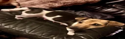 Jack Russell dogs for sale: Beautiful Pure bred Jack Russells - Advert 12