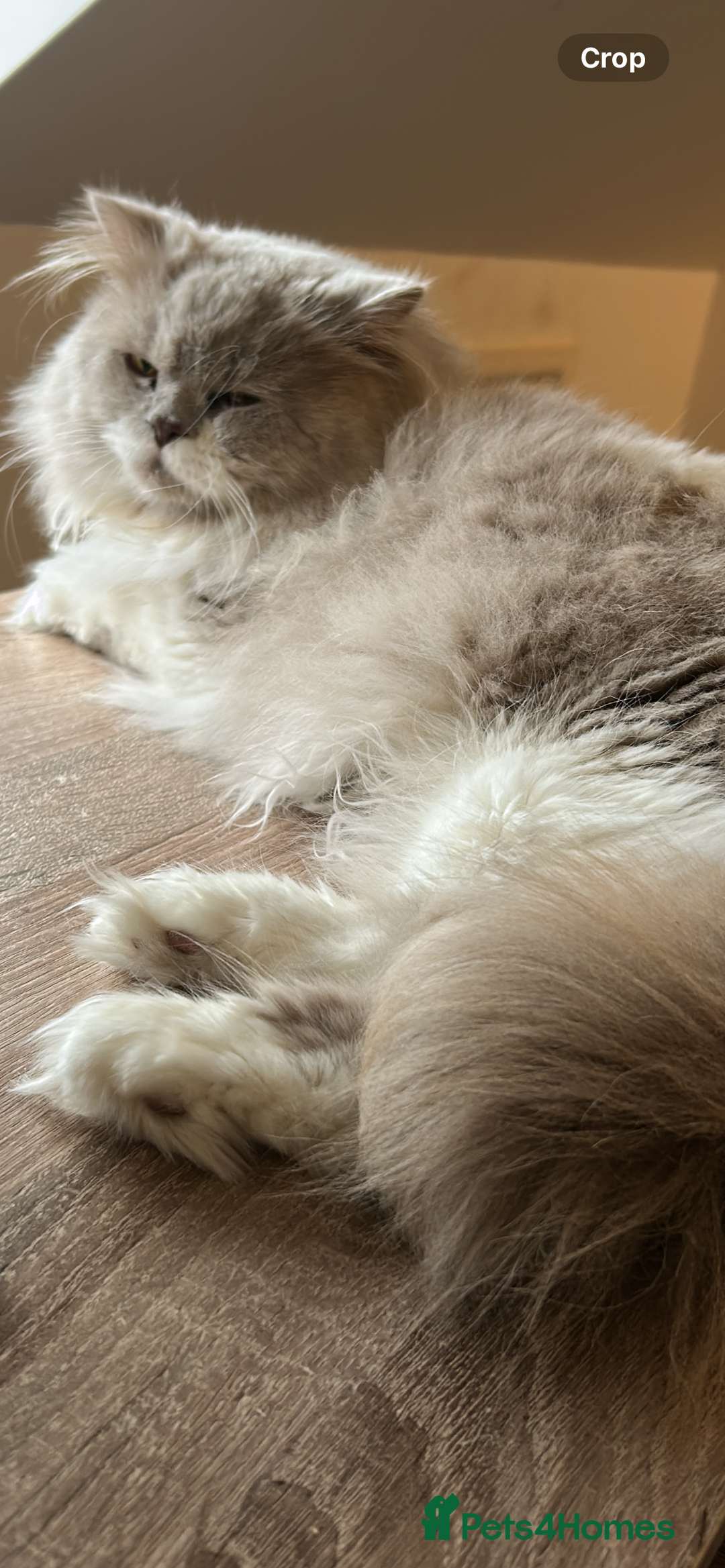 British Longhair cats for sale: Reluctant sale of our British Longhair boy - Advert 2