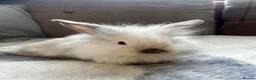 Mini Lop rabbits for sale: Beautiful friendly mini angora X mini lop babies   - Advert 2
