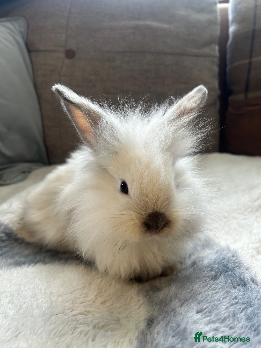 Mini Lop rabbits for sale: Beautiful friendly mini angora X mini lop babies   - Advert 2