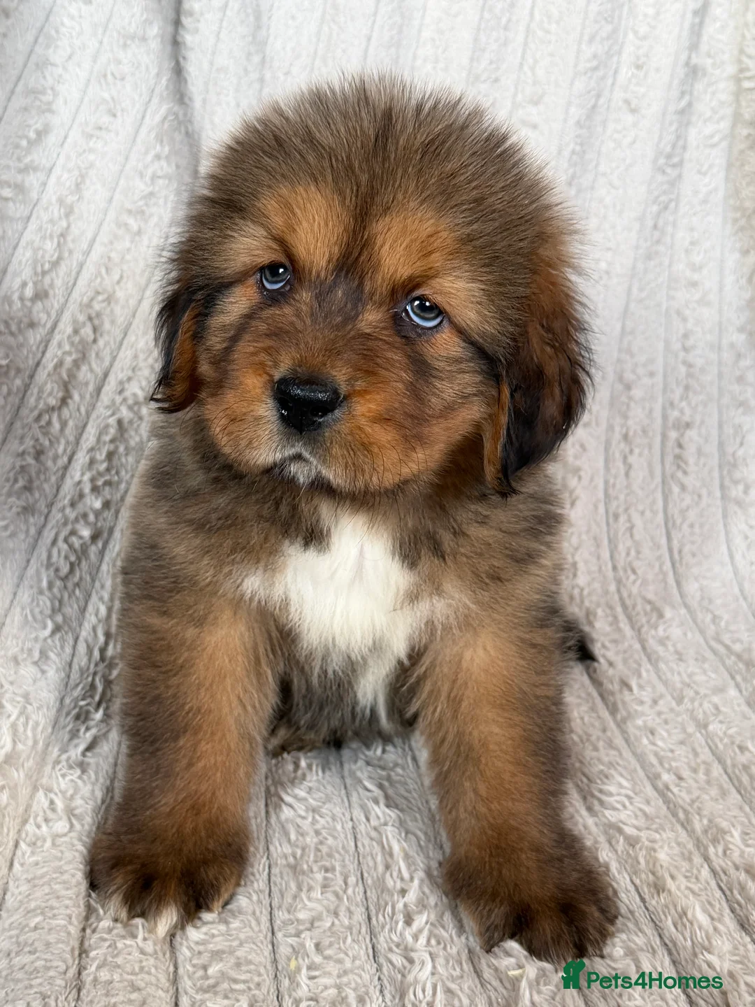 Tibetan Mastiff dogs for sale: Ready now: Outstanding Tibetan Mastiff Puppies - Advert 6
