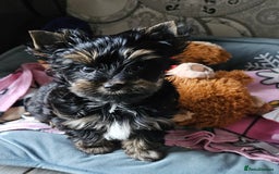 Biewer Terrier dogs for sale: Yorkshire Terrier  - Image 1