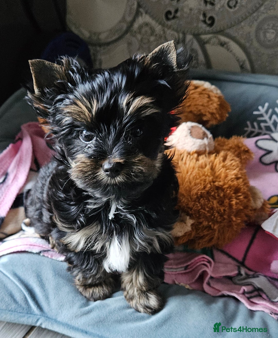 Biewer Terrier dogs for sale: Yorkshire Terrier  - Image 1