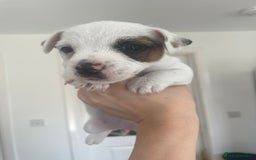 Jack Russell dogs for sale: Jack Russell Pups  - Image 22