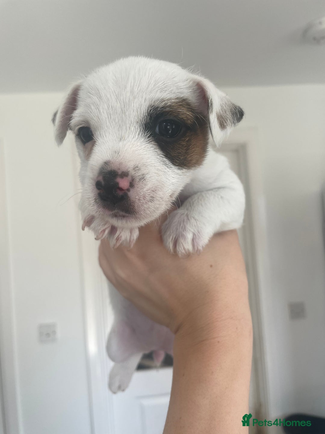 Jack Russell dogs for sale: Jack Russell Pups  - Image 22