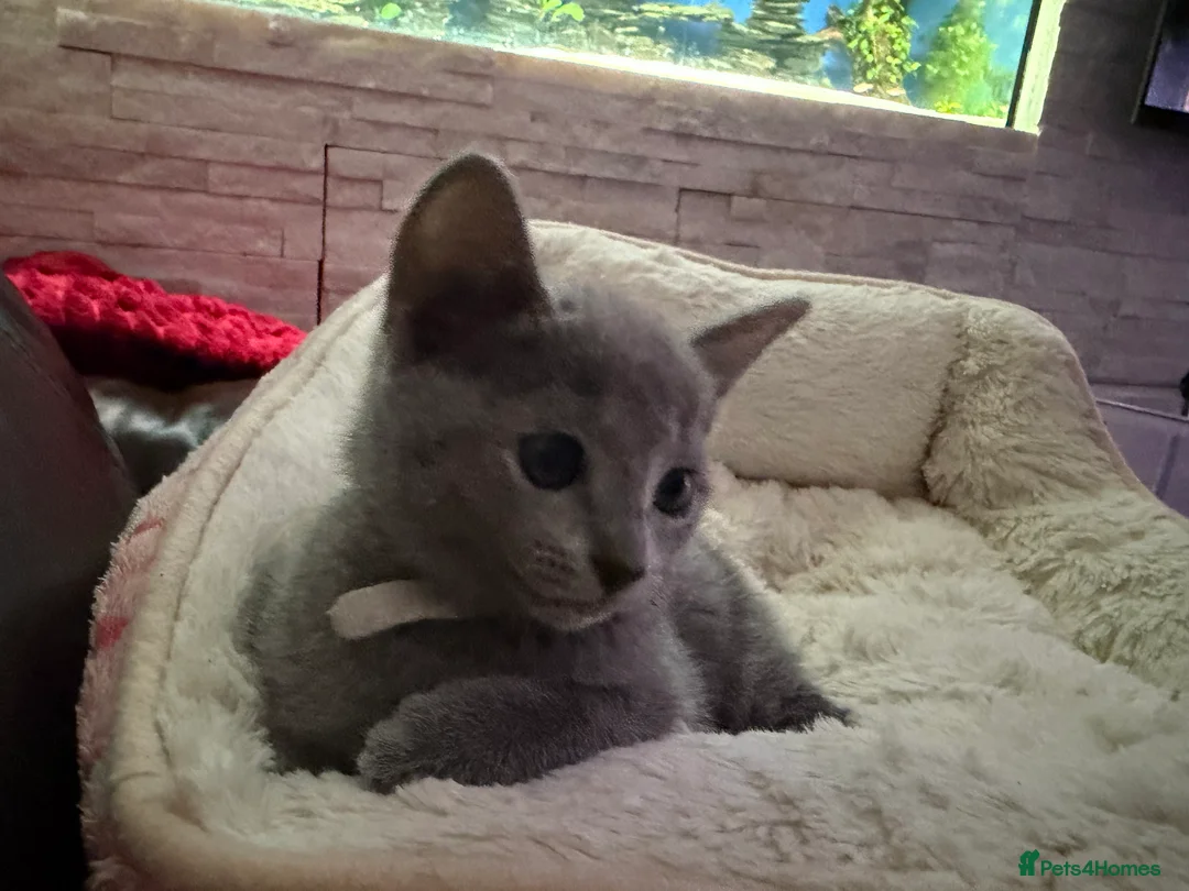 Russian Blue cats for sale: Russian blue TICA registered kittens  - Advert 36