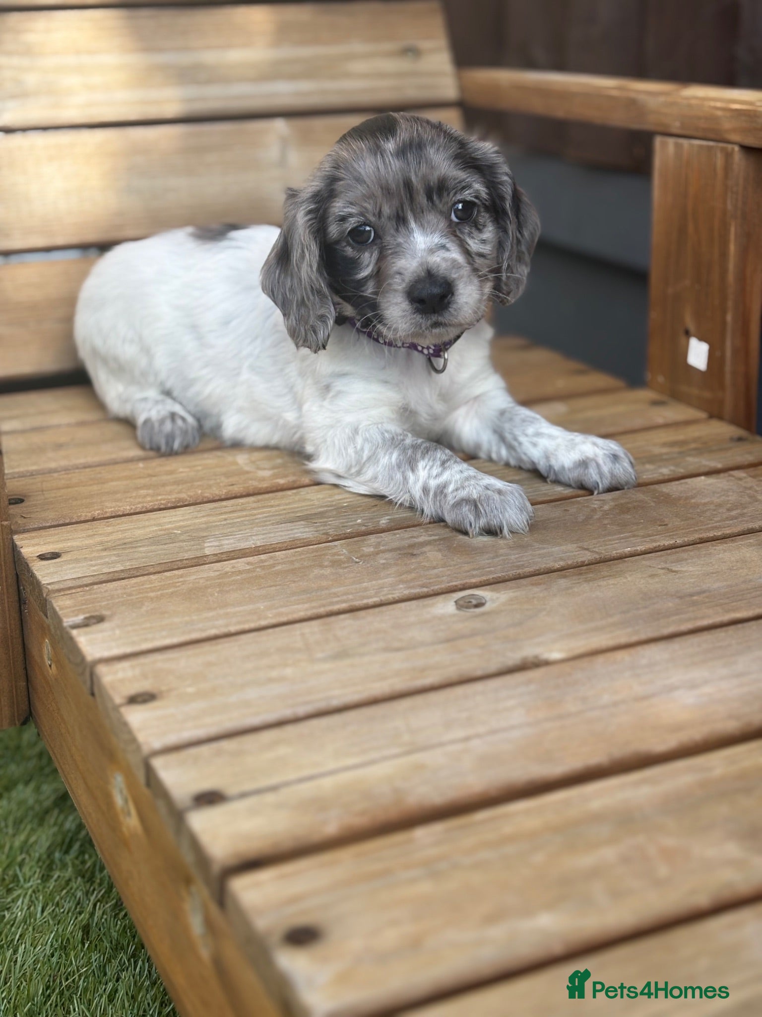 Mixed Breed dogs ❤️ 1 beautiful little girl left ❤️  - Advert 1