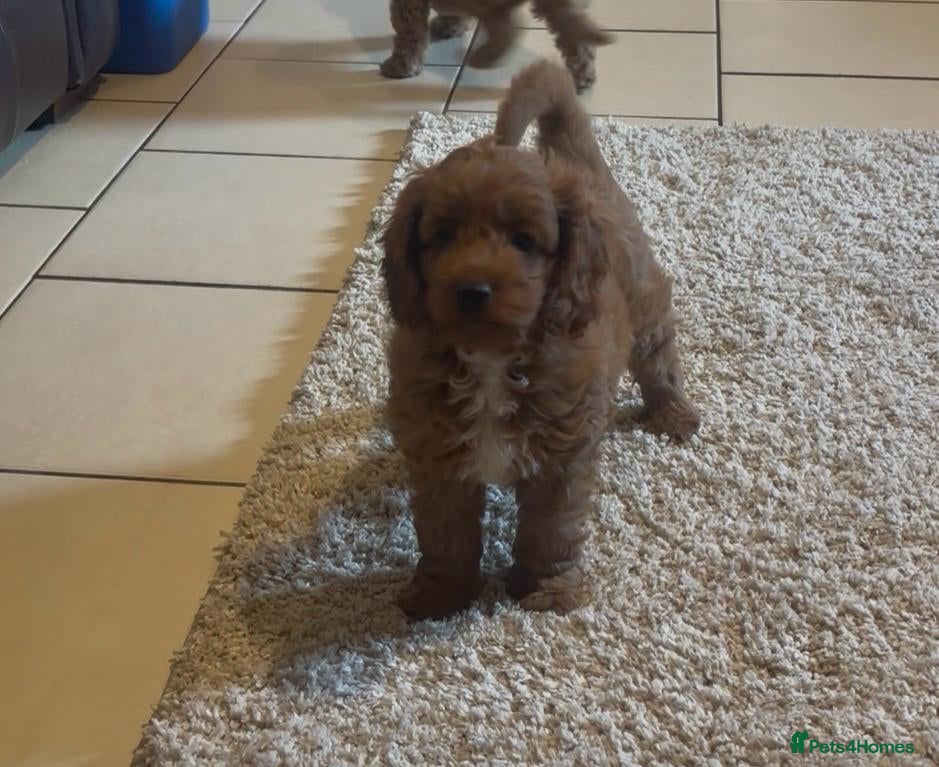 Cavapoo dogs Cavapoo babies ready to go  - Advert 2