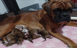 Boxer dogs for sale: Bobtail Boxer Male - Image 6