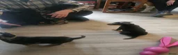 Jackshund dogs for sale: Jack russle x dachshund in Witney - Advert 9