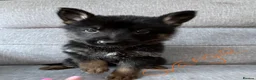 German Shepherd dogs for sale: 10 beautiful German shepherd puppies - Advert 25