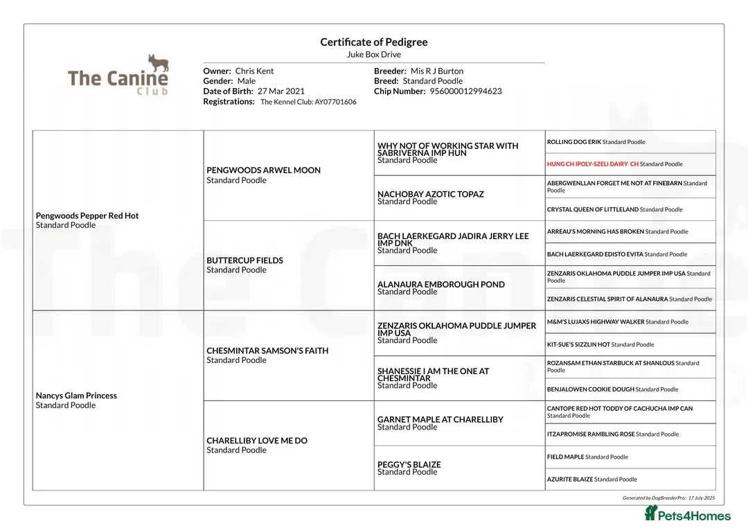 Standard Poodle dogs for stud: Standard poodle for Stud - Advert 7