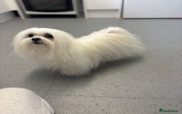 Maltese dogs for stud: Maltese stud only !!   - Image 4