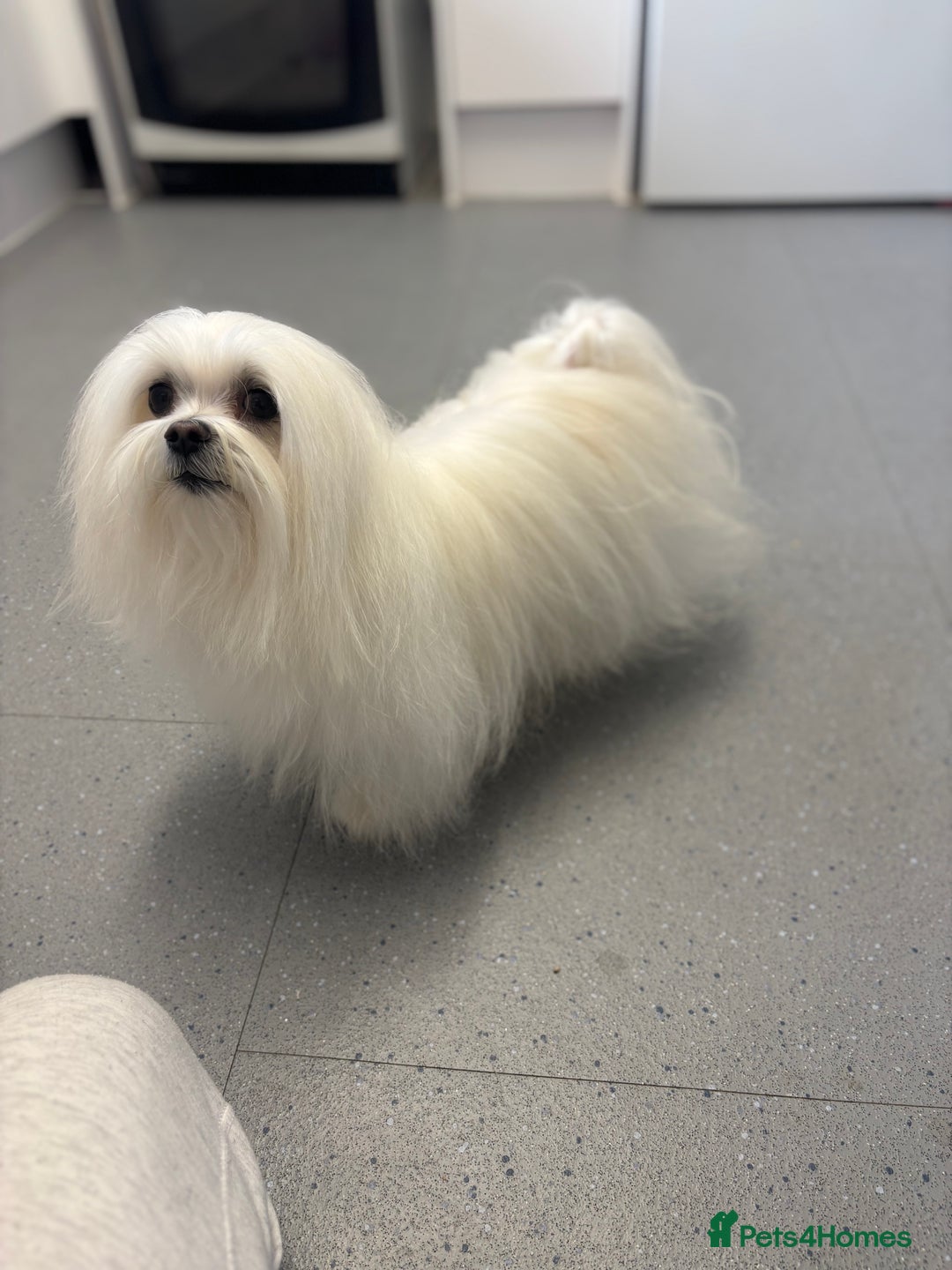 Maltese dogs for stud: Maltese stud only !!   - Image 4