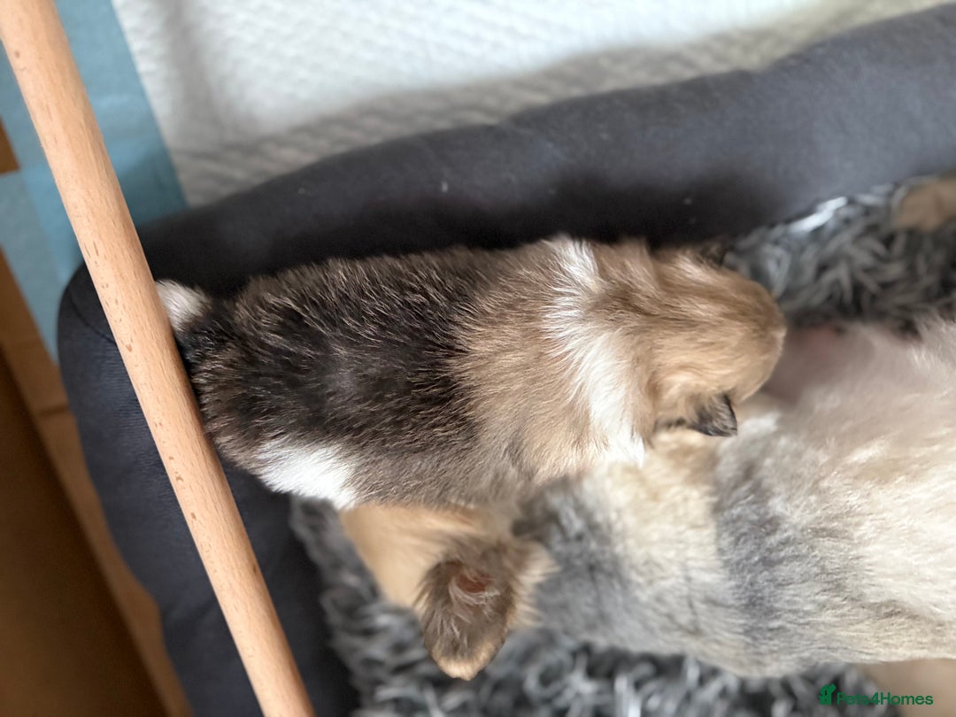 Pomchi dogs for sale: 3/4 Pom 1/4 chi Pomchi F1BB - Advert 17