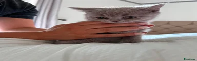British Shorthair 6