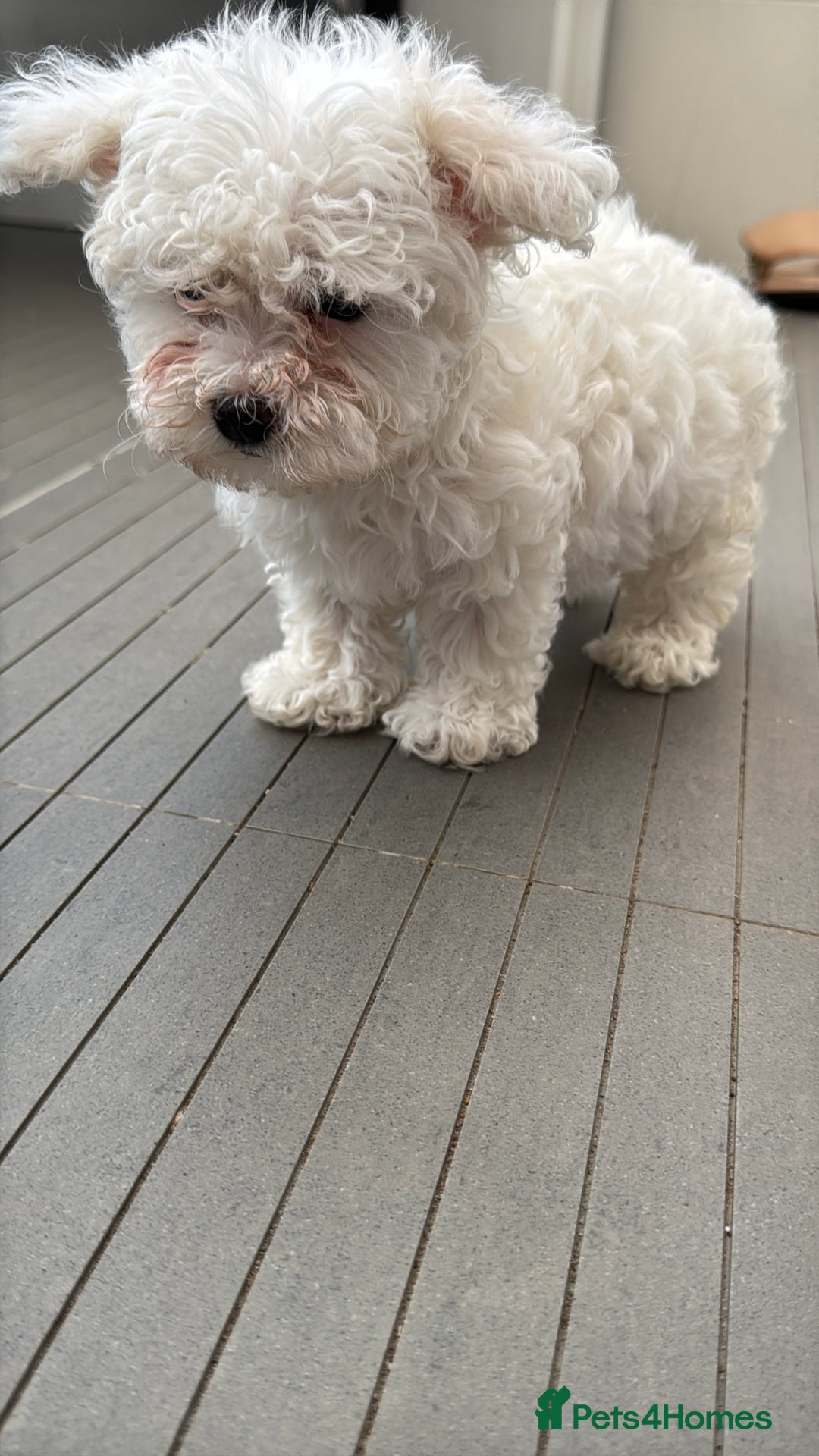 Maltese dogs for sale: Adorable Bichon Maltese Female Puppy - Advert 9