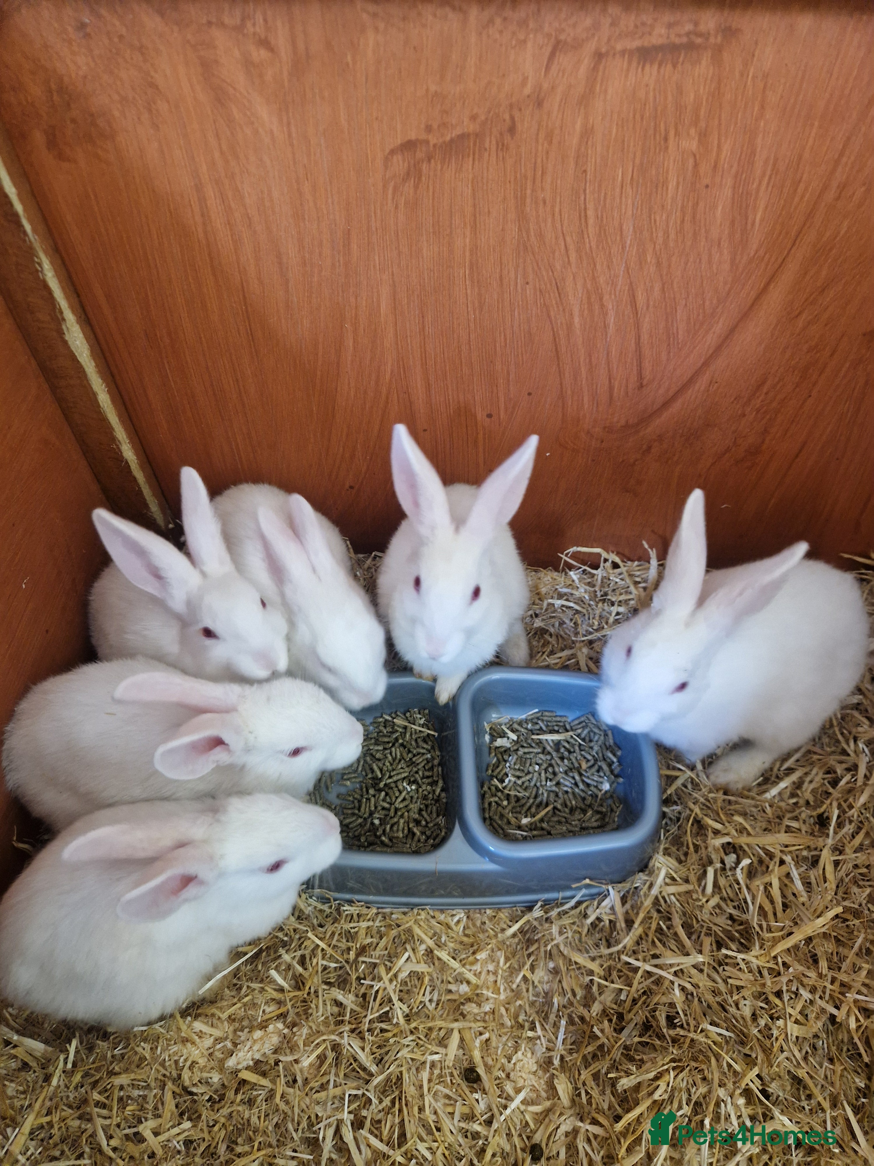 Mixed Breed rabbits 3/4 New Zealand white 1/4 Flemish Giant litter - Advert 15