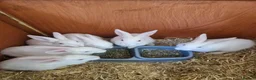 Mixed Breed rabbits for sale: 3/4 New Zealand white 1/4 Flemish Giant litter - Advert 1