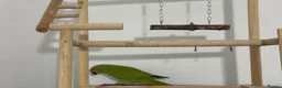 Ringnecks birds for sale: Young Talking Green Ringneck 5-6 Months Old - Advert 4