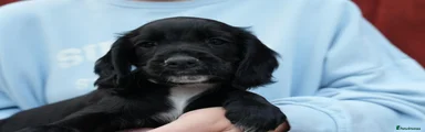 BLACK Cocker Spaniel 2