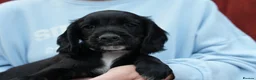 Cocker Spaniel dogs for sale: Working cocker spaniel KC reg. READY TO GO - Advert 3