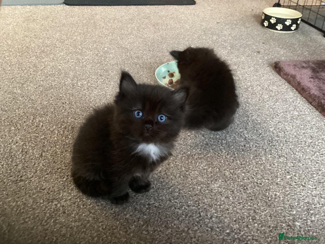 Ragdoll cats for sale: Adorable Ragdoll x Chinchilla Tabby - Image 11