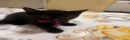 Mixed Breed cats for sale:  Mix British short hair kitten  - Advert 4
