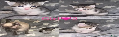 Mixed Breed Kitten 4